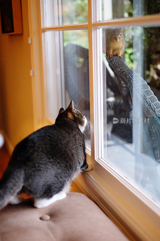 猫透过窗户看松鼠