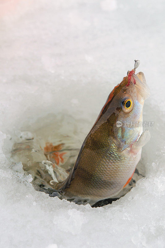 冬季钓鱼。海鲈鱼鱼饵。