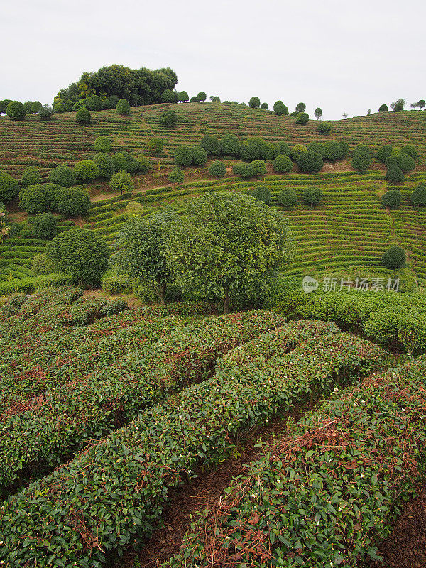 秋天的茶园。