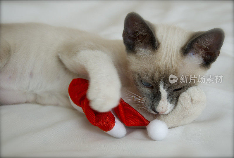 可爱的小猫玩圣诞老人的帽子
