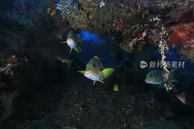 珊瑚礁鱼
