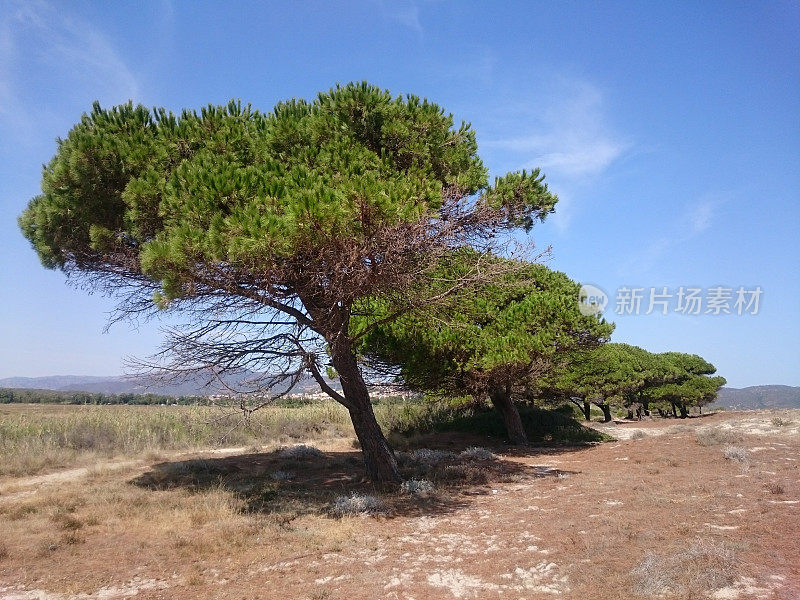 撒丁岛海滩上的松树