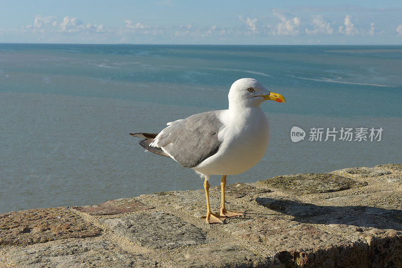 一只海鸥在法国布列塔尼的圣米歇尔山湾