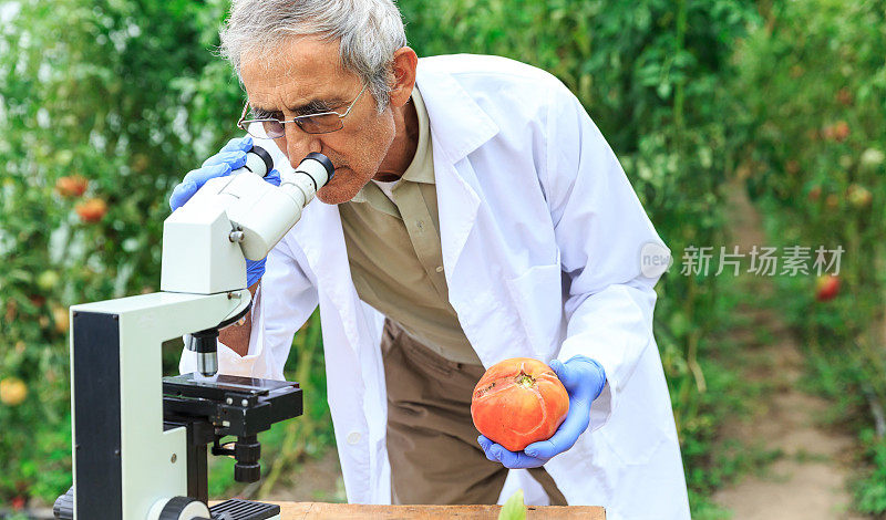 科学家使用显微镜观察植物状况