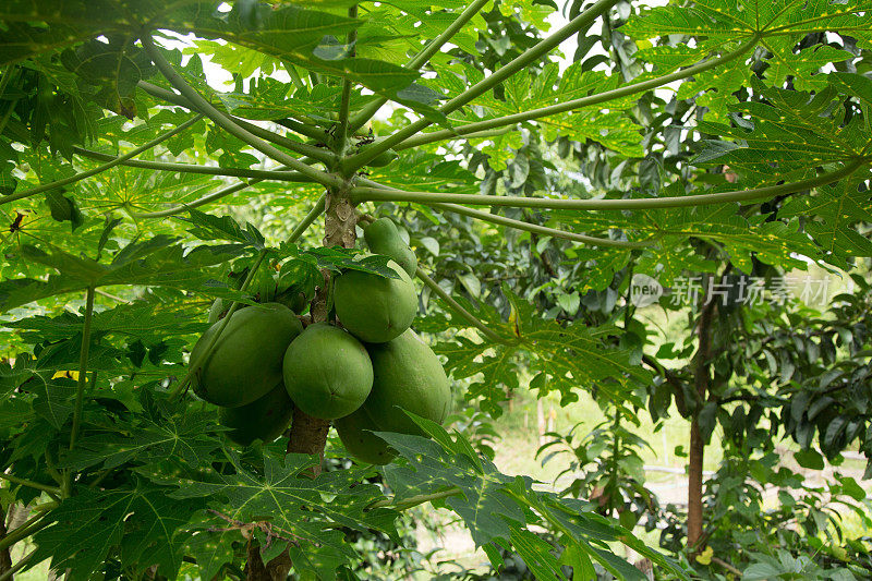 木瓜生长在茂密的丛林里