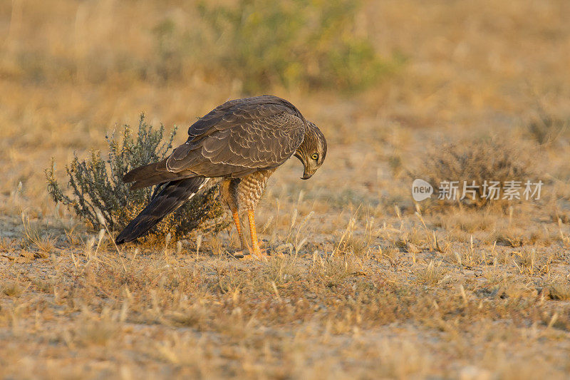 女苍鹰在喀拉哈里沙漠的地面上寻找食物