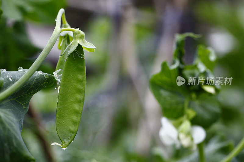 绿色豌豆植物荚新鲜有机蔬菜