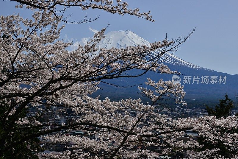 樱花盛开的富士山，取自富士吉田市