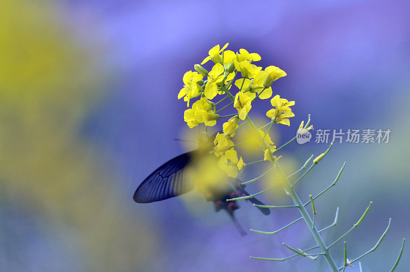 油菜花上的蝴蝶