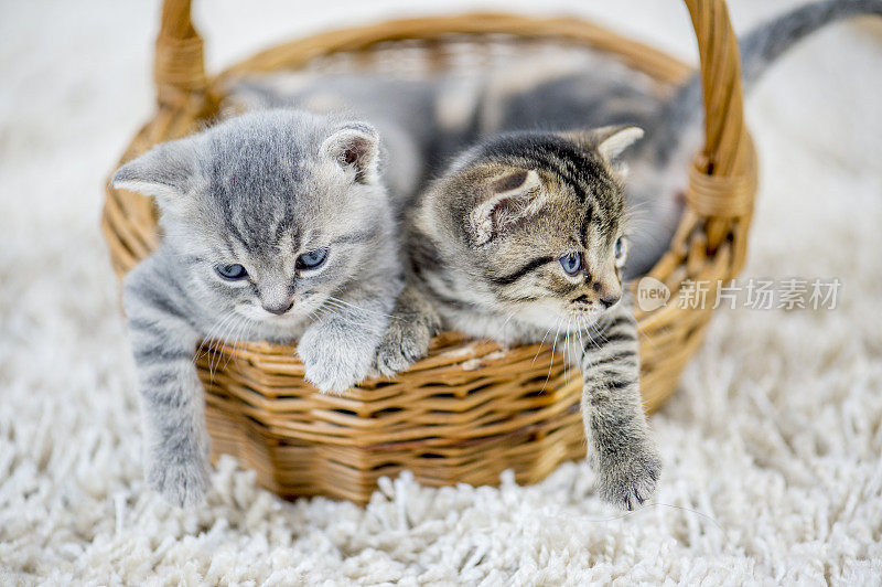 篮子里的两只小猫