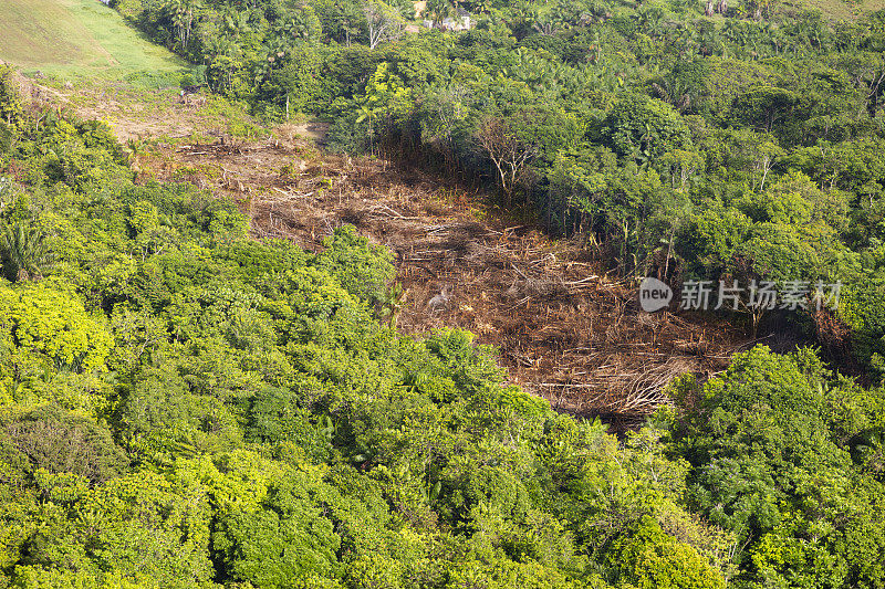 亚马逊的森林砍伐