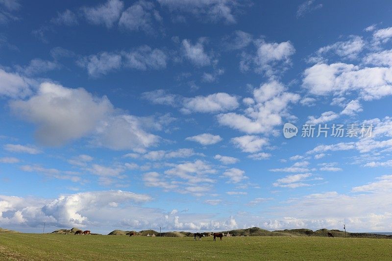 田间肉牛