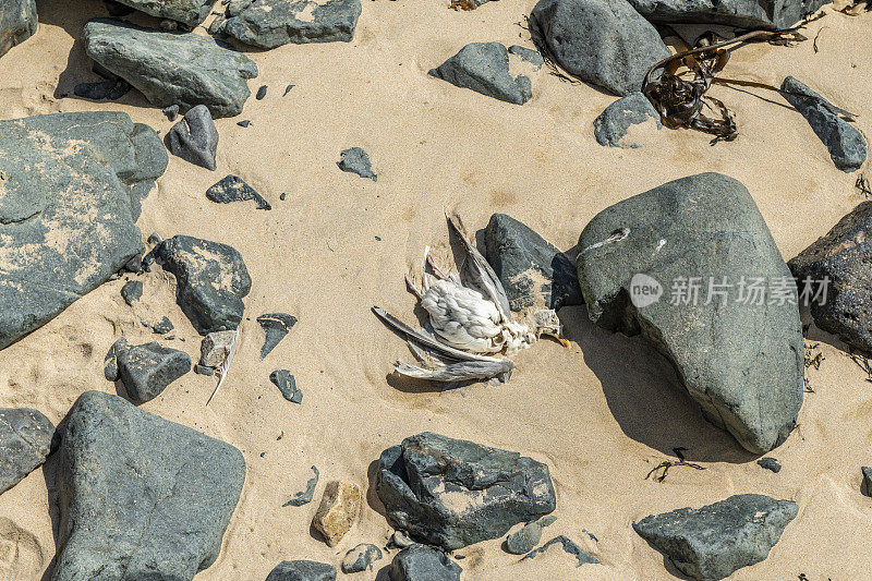 被冲上岸的海鸥，康沃尔圣艾夫斯