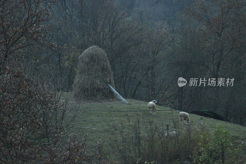 森林倒影在河水上