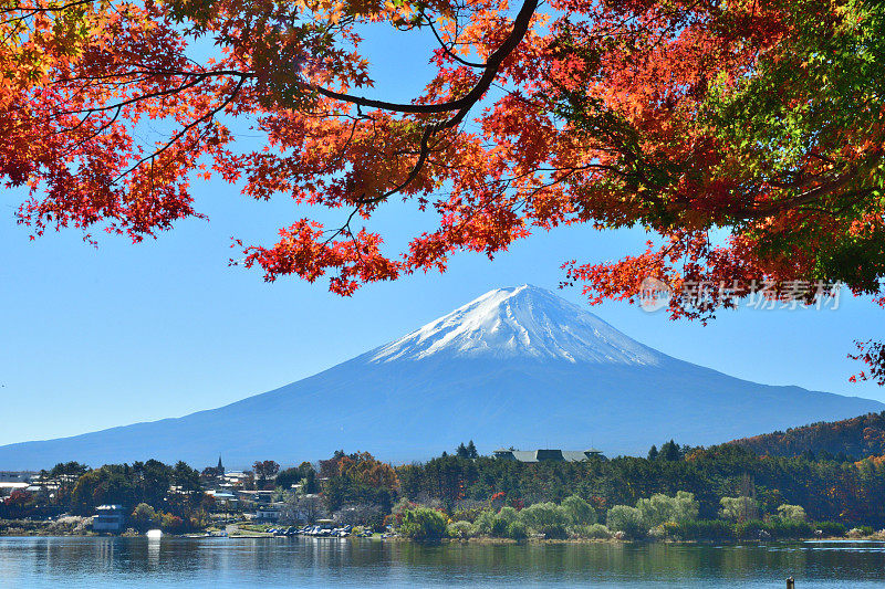 日本富士五湖地区的富士山和秋叶色