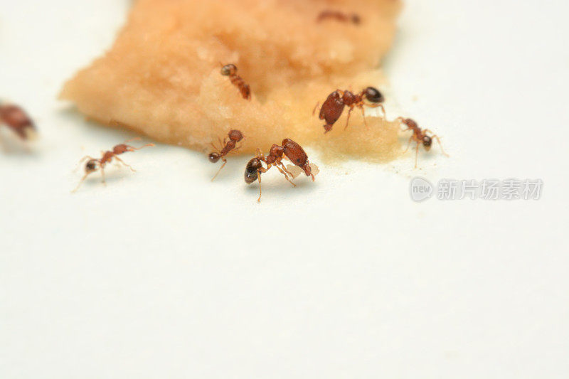 蚂蚁在白色薄纸上捕捉蛋糕