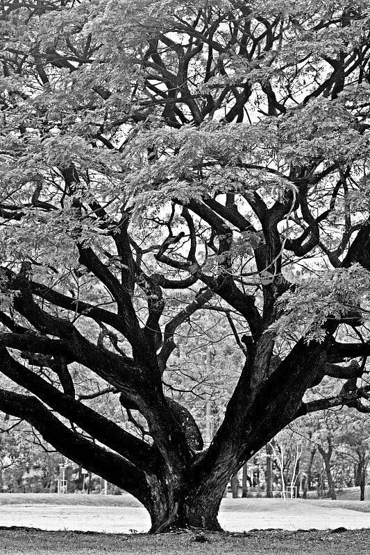 公园里的大树和树枝(灰度)