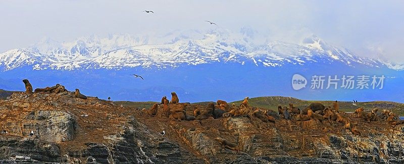 比格尔海峡-乌斯怀亚-火地岛的海狮、海豹和鸬鹚