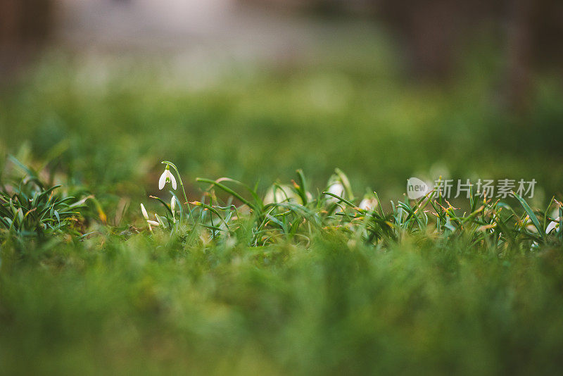 春桂花