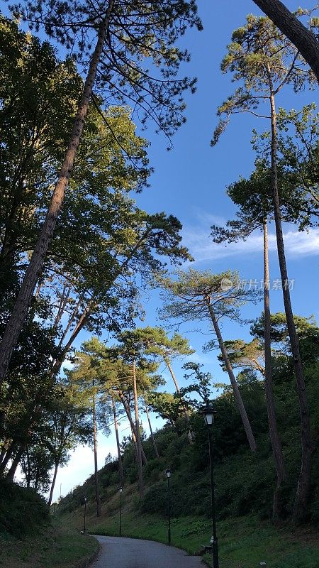 海岸公园的柏油路面，松树和路灯成行