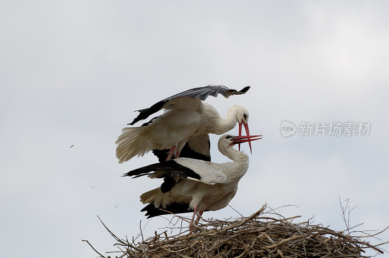 交配中的白鹳(白鹳)