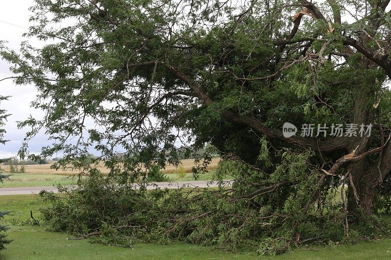 暴风雨后落下的树枝