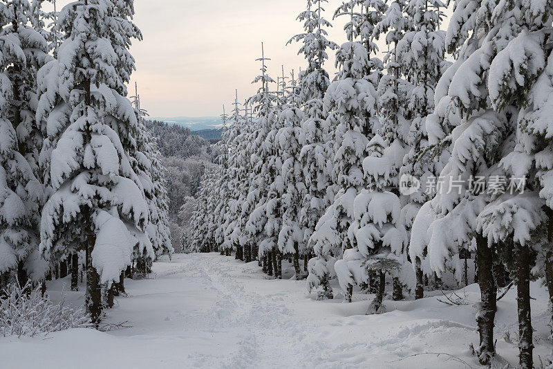 德国温特堡附近的雪树