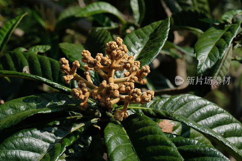 枇杷花自然背景