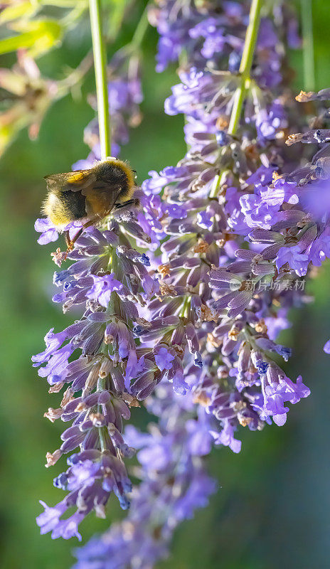 蜜蜂在薰衣草
