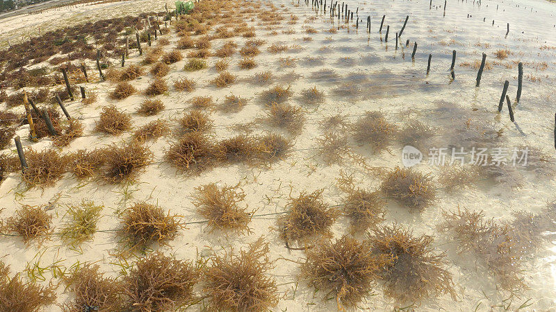 在桑给巴尔生产海藻。