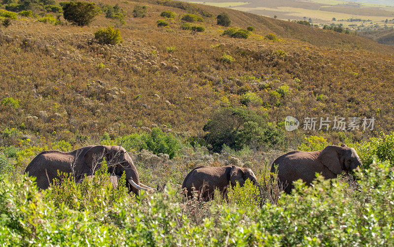 非洲象群穿过茂密的丛林