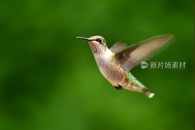 雌红喉蜂鸟盘旋