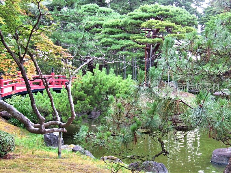 日本。8月。美丽的日本花园中的池塘、红桥和松树。