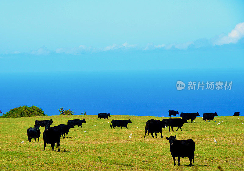 夏威夷的牛