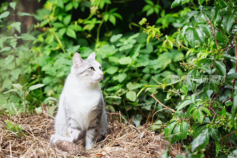 有白色斑点的虎斑猫，常出没于野外