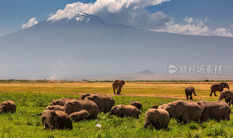 乞力马扎罗山Kibo峰和野生非洲象群