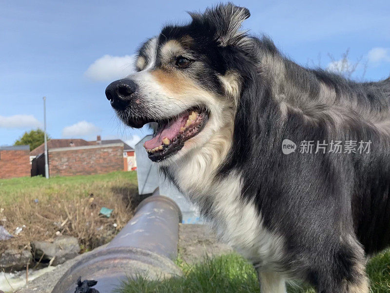 高级边境牧羊犬特写肖像