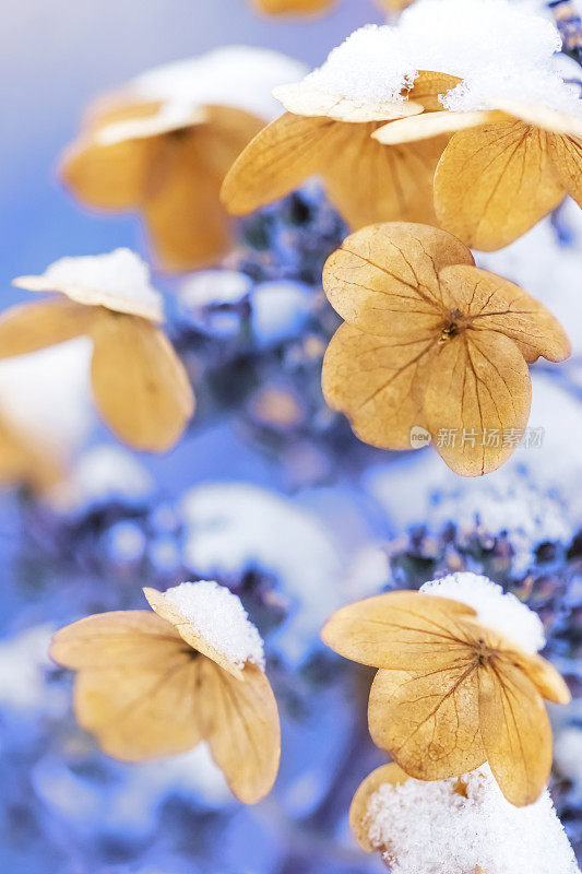 花下的雪