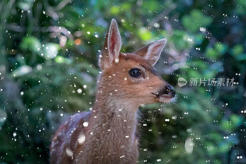 雪中的小鹿