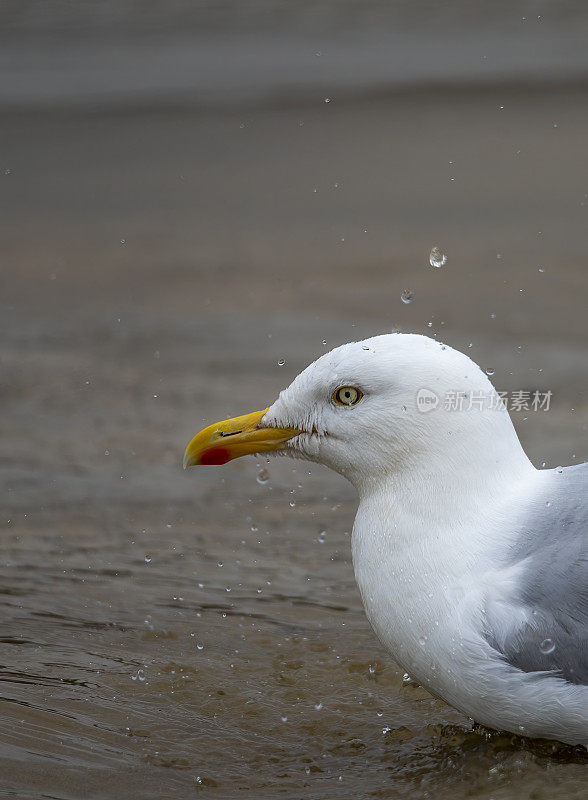 雨中的银鸥