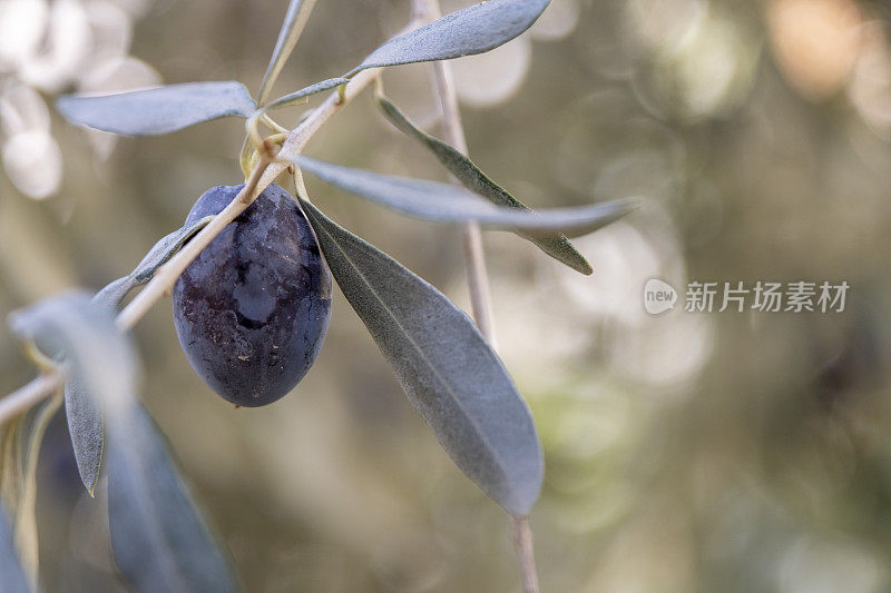 一个成熟的黑橄榄挂在树枝上的特写