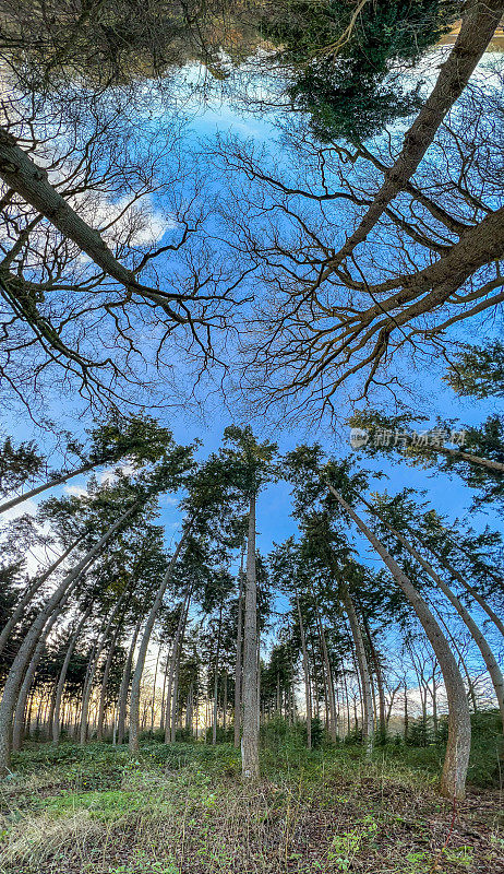 冬天看森林的树梢。