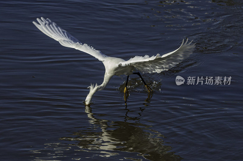 白鹭，白鹭，喂食;佛罗里达萨尼贝尔岛的丁达林国家野生动物保护区。飞着去吃水里的小鱼。