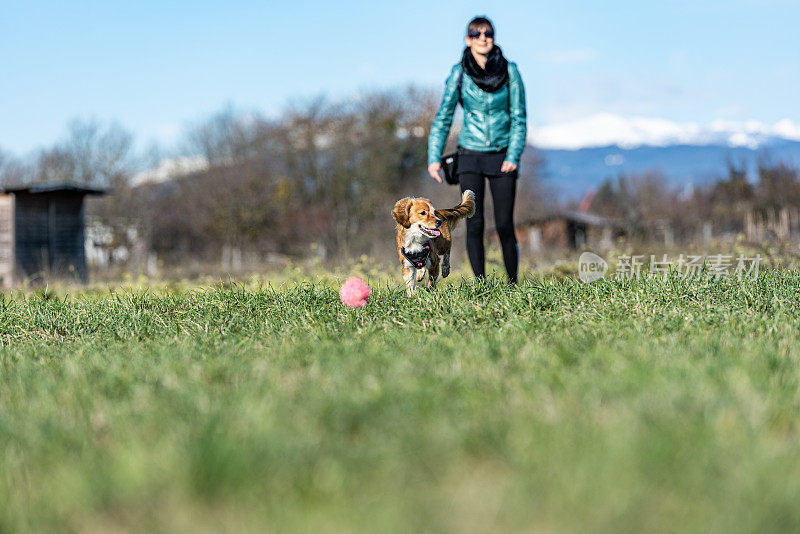 清晨，女人在大自然中散步，和一只年轻的Kooikerhondje狗玩耍，扔给他一个球