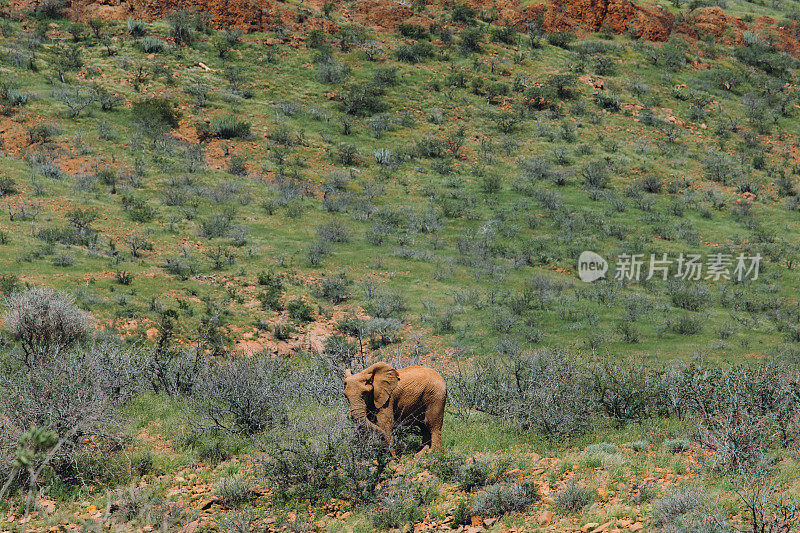 沙漠大象漫步在纳米比亚达马拉兰的绿色大草原上
