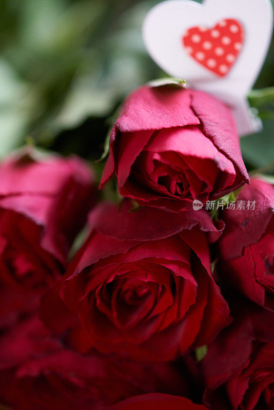 情人节的红玫瑰
