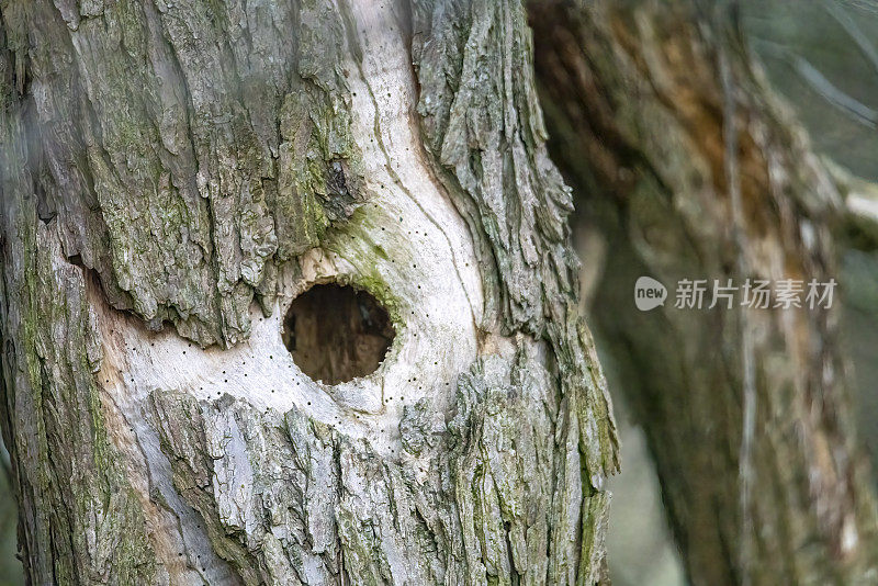 啄木鸟在树干上挖的洞