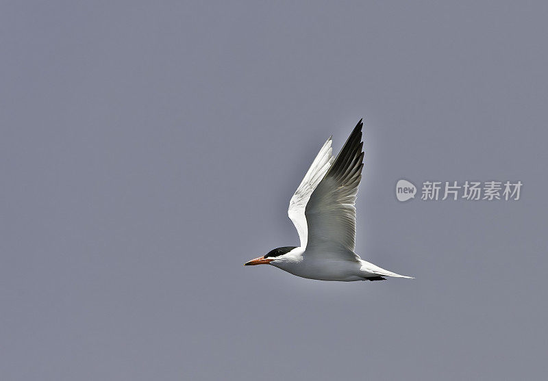 里海燕鸥(里海燕鸥，以前为里海燕鸥;正在加利福尼亚蒙特利湾飞行。