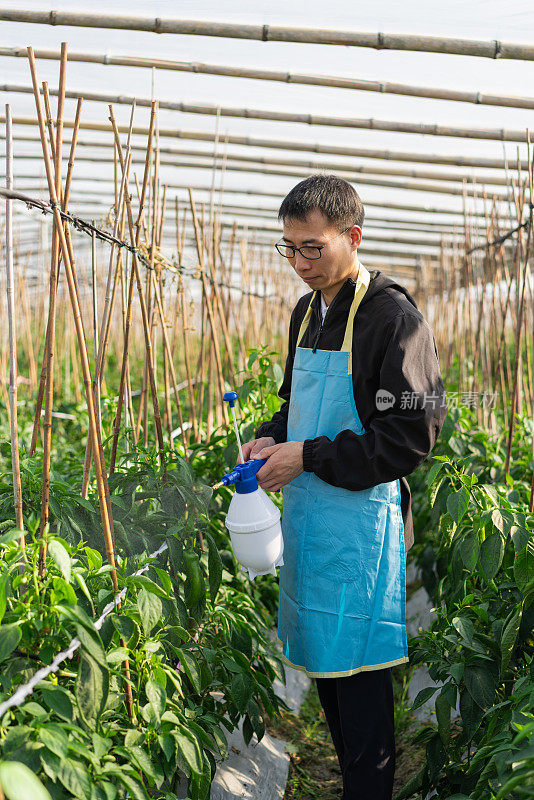 在蔬菜温室工作的农民