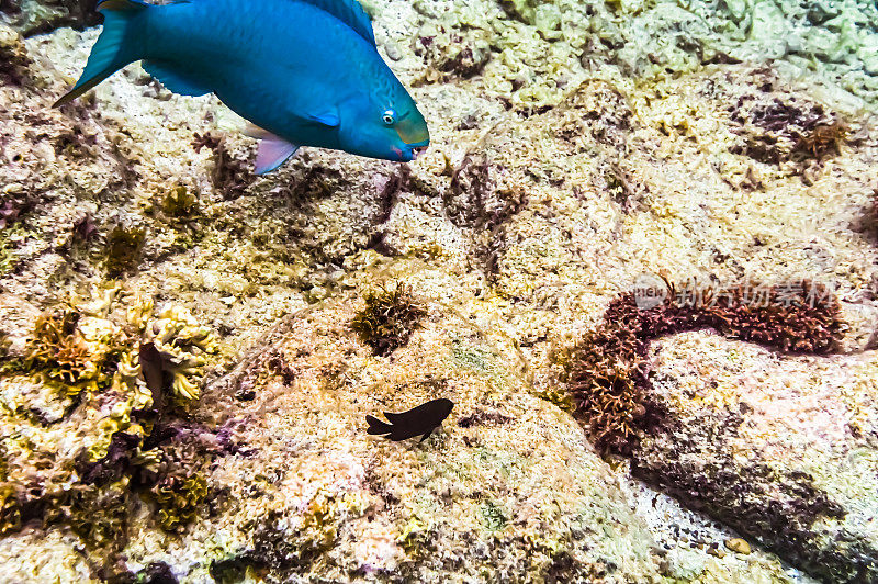 充满活力的水下珊瑚和蓝绿色海洋中的海洋生物，海底的海洋生物